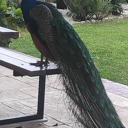 Prázdninový dům Aggelos Garden View *